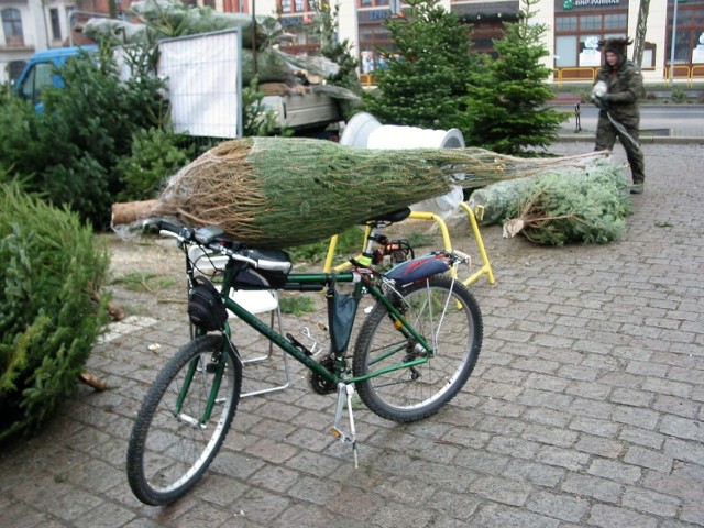 Rowery się przydały jako środki transportu świątecznych choinek