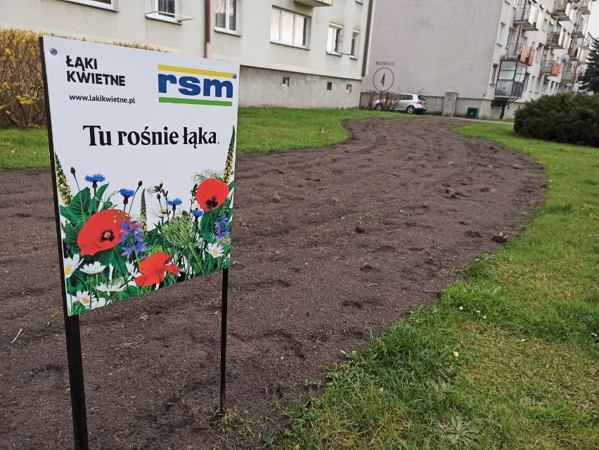 Nowe kwietne łąki zostały wysiane w Rawiczu. Gdzie zamiast trawników zawitają różne kwiaty?