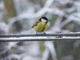 Bydgoska ornitolog, Monika Wójcik-Musiał, radzi, jak dokarmiać ptaki zimą, by im pomagać, a nie szkodzić