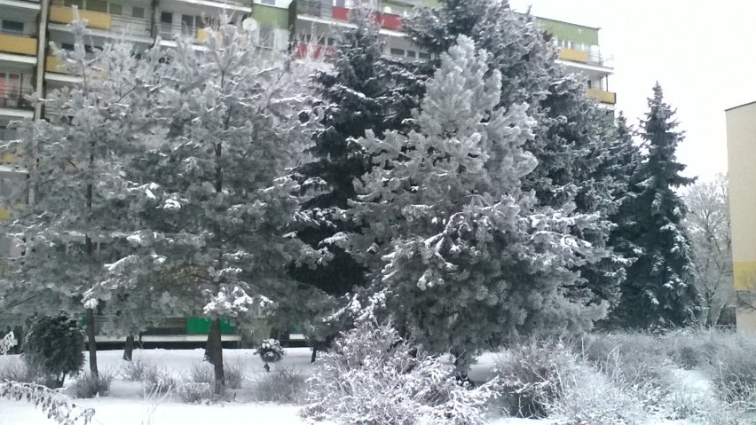 Zima w Lublinie. Mróz pomalował drzewa i krzewy (FOTO)