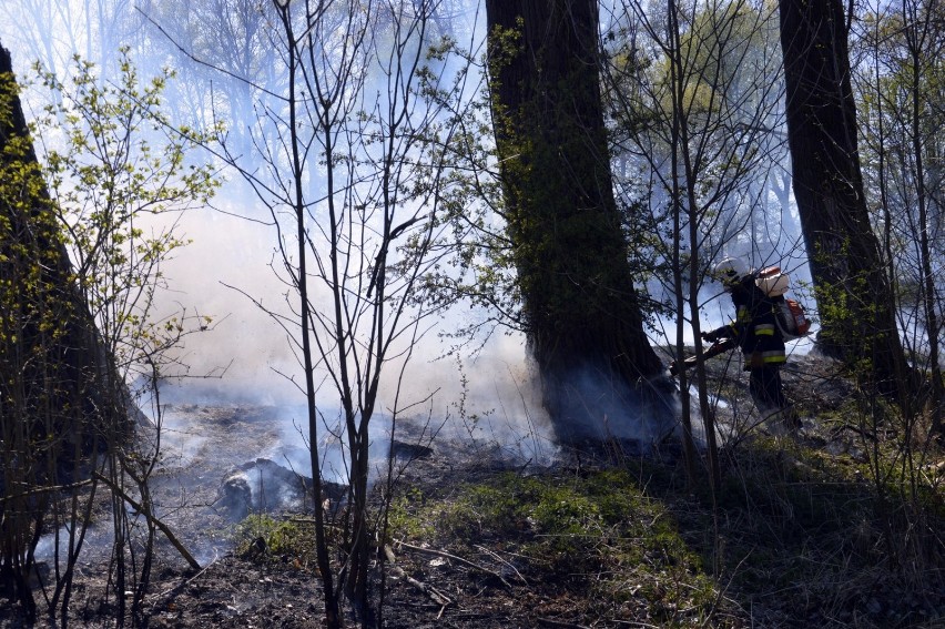 Głogów: Wielki pożar na Biechowie. Strażacy z całego powiatu walczą z ogniem. ZDJĘCIA I FILM Z AKCJI