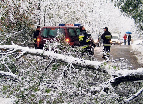 Wiatr w połączeniu ze śniegiem łamał konary drzew, które spadały na drogi.
