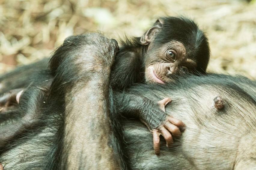 Zoo w Ostrawie narodził się szympans