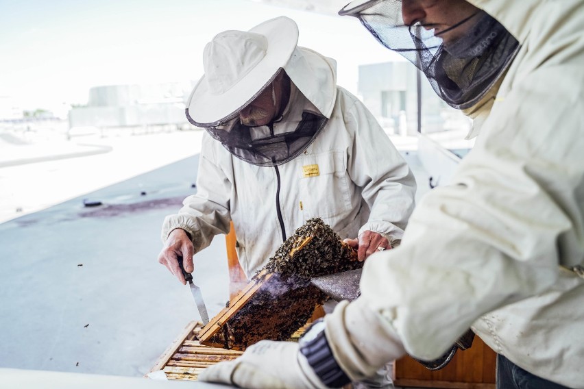 Pszczoły zadomowiły się na dachu galerii handlowej w Krośnie [ZDJĘCIA]