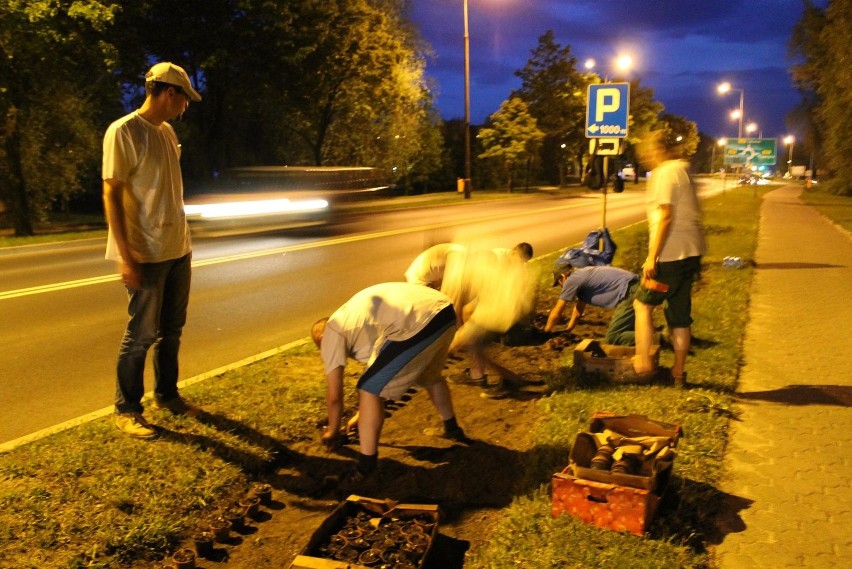 Tysiące kwiatów na rabatkach przy śremskich ulicach