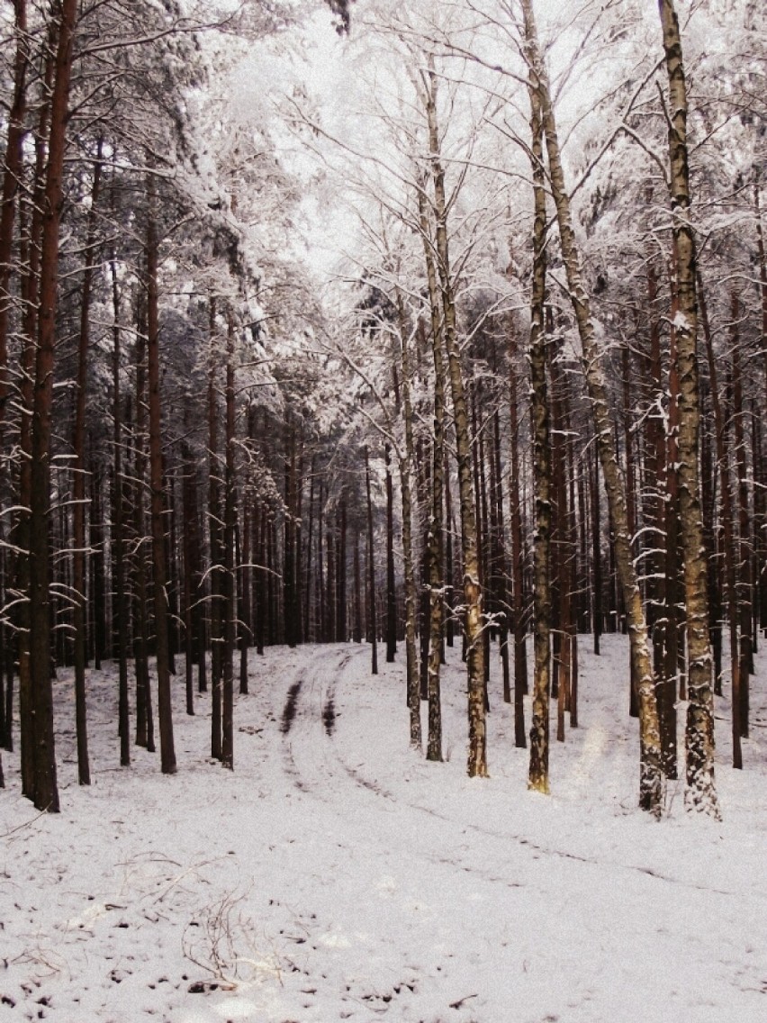 Tereny nadodrzańskie zimą (zdjęcia)