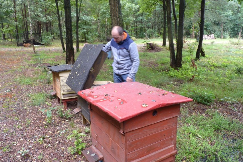 Zgnilec amerykański atakuje pszczoły w powiecie radomszczańskim. Płoną ule