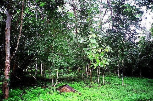 Źródło: http://commons.wikimedia.org/wiki/File:Forest_of_Sai_Yok_National_Park.JPG