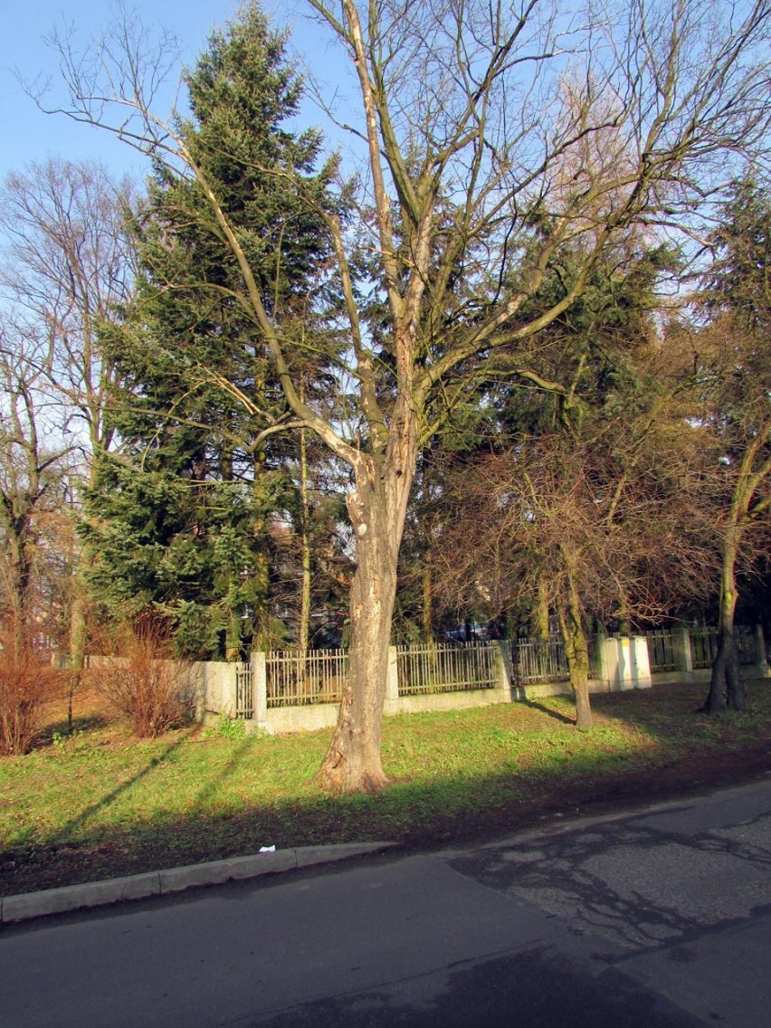 Drzewo przy szkole nr 2 we Wrześni.