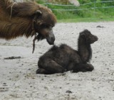 W opolskim zoo urodziły się wielbłądy