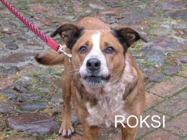 ROKSI