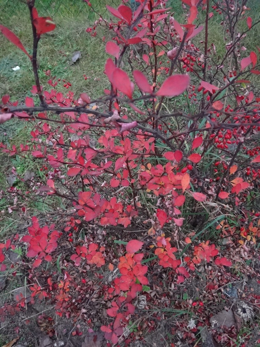 Jesień mieni się czerwienią