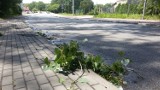 Wichura w Mysłowicach. Silny wiatr i gałęzie na drogach 