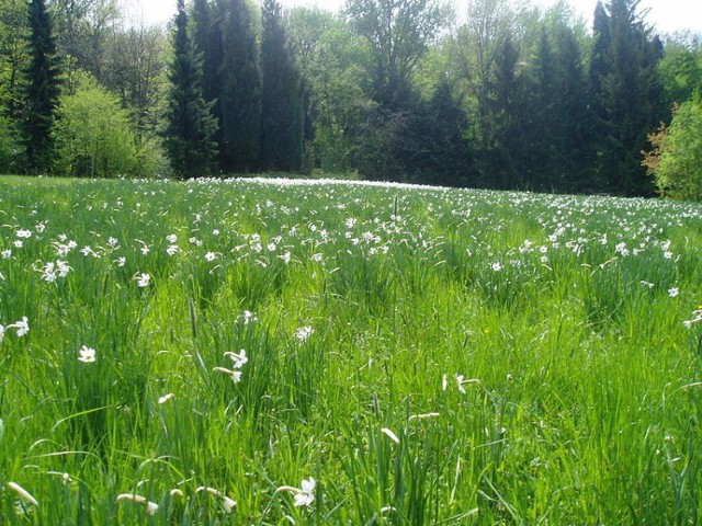 Arboretum Tesárske Mlyňany, Słowacja