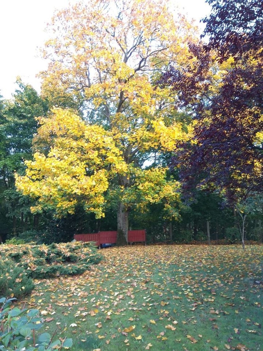 Oto jesień w obiektywie Czytelników - zobacz piękne zdjęcia!