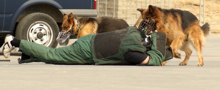 Pokaz tresury policyjnych psów służbowych na kieleckich targach [ZDJĘCIA]