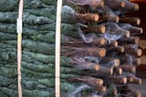 Świąteczna choinka prosto z lasu! Nadleśnictwa sprzedają drzewka ze swoich plantacji