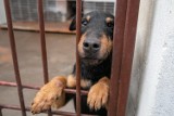 KOŚCIAN. Bezdomne psy zamiast do Gaju będą teraz transportowane do schroniska dla bezdomnych zwierząt w Obornikach Wielkopolskich  