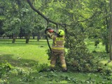 Żory: Nawałnica nie oszczędziła parku w Baranowicach! Został tymczasowo zamknięty przez powalone drzewa. Zobacz ZDJĘCIA