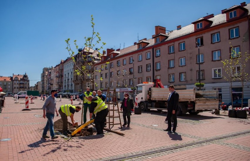 Rozpoczęła się rewitalizacja zieleni na Rynku w Bytomiu....