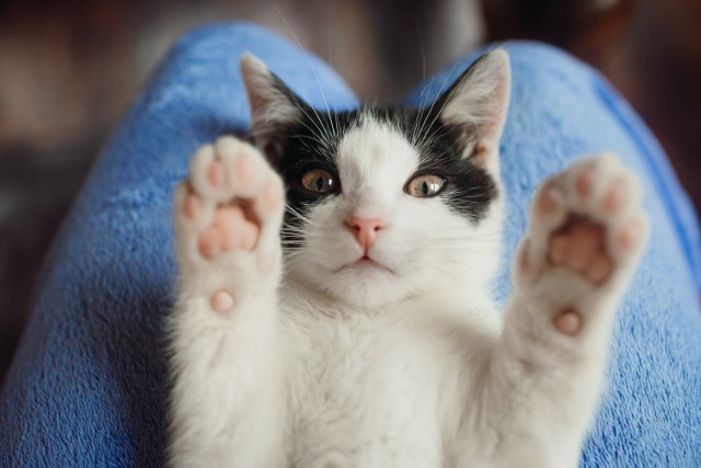 Koty, podobnie jak psy, mogą być zwierzęcymi terapeutami. Felinoterapia to metoda zooterapii polegająca na kontakcie z mruczącym pupilem. Jakie skutki może przynieść? Sprawdź, na kolejnych slajdach.