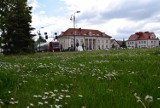 Pierwsza kwietna łąka zakwitnie w tym roku w Sokółce. Wiemy, gdzie powstanie to miejsce 