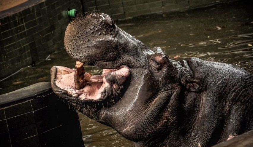 Nie żyje hipopotam Hipolit z chorzowskiego zoo - najstarszy hipopotam nilowy w Europie