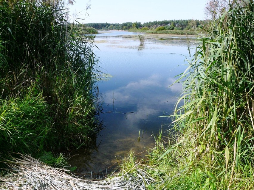 Tłumy nad Próbą