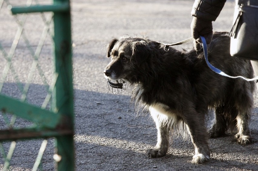 Te psy czekają na adopcję w legnickim schronisku.