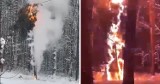 O włos od tragedii w lesie na Śląsku? Drzewo rozbłysło białym płomieniem - to mogło skończyć się tragedią! Zobacz WIDEO