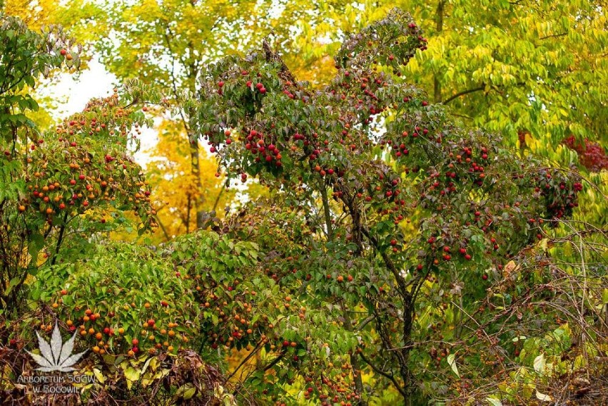 Jesienny wypad w Łódzkiem. Najpiękniejsze widoki są teraz w Arboretum w Rogowie [ZDJĘCIA]