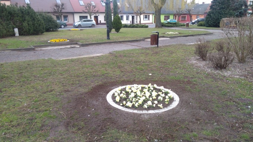 Wiosenne nasadzenia kwiatów na terenie Wielichowa [ZDJĘCIA]