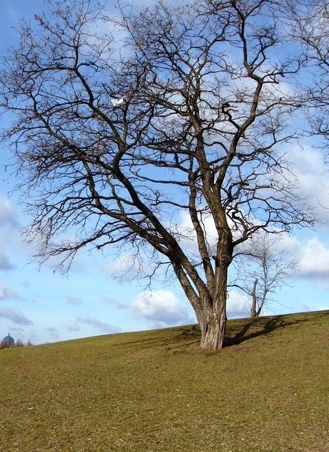 Park Moczydło na Woli. Zdjęcia wiosny