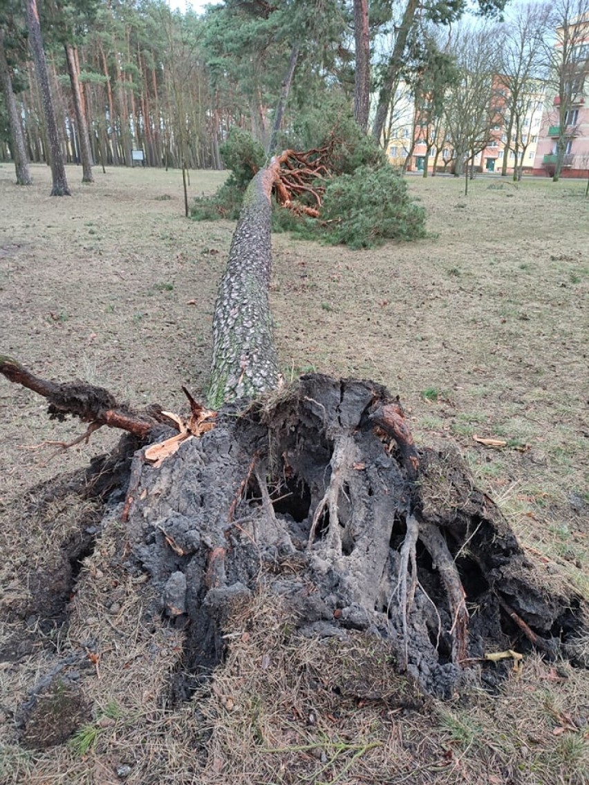 Wichura połamała i powyrywała z korzeniami drzewa w parku na...
