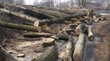 Mieszkańcy Mikołowa alarmują: „Wycinają nasze drzewa, zróbcie coś z tym" ZDJĘCIA