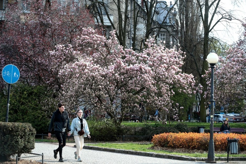 Wiosna w pełni! Szczecińskie magnolie zachwycają mieszkańców [ZDJĘCIA]                     