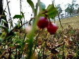 Sławno zdjęcia. Zaskoczenie: późnojesienne borówki z owocami w marcu przy sławieńskiej obwodnicy