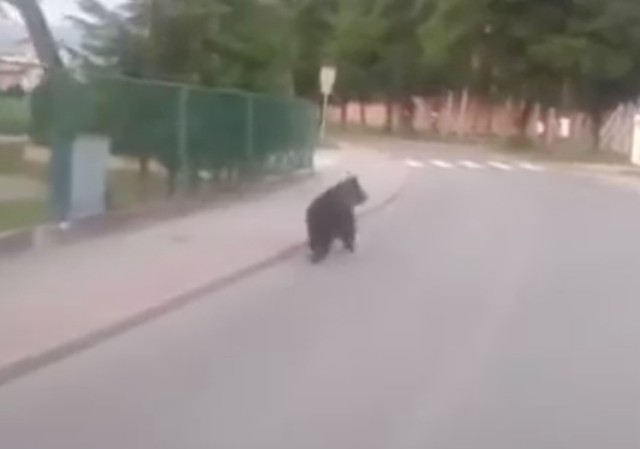 Mały niedźwiedź brunatny spacerował w maju ulicami Gołkowic Górnych (gmina Stary Sącz).