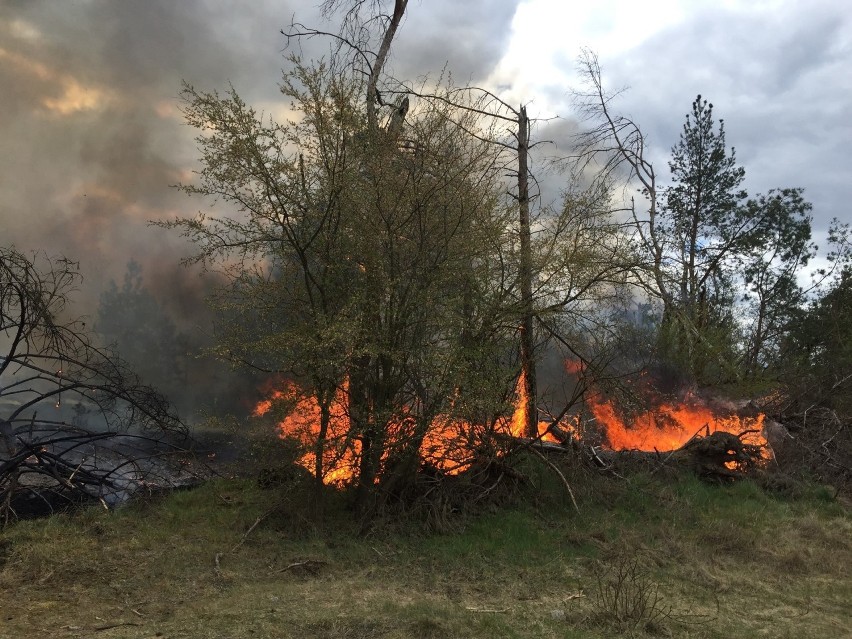 Potężny pożar w okolicach Paterka. Płonie kilka hektarów lasu. "Teren po nawałnicy, bardzo trudno dostępny"