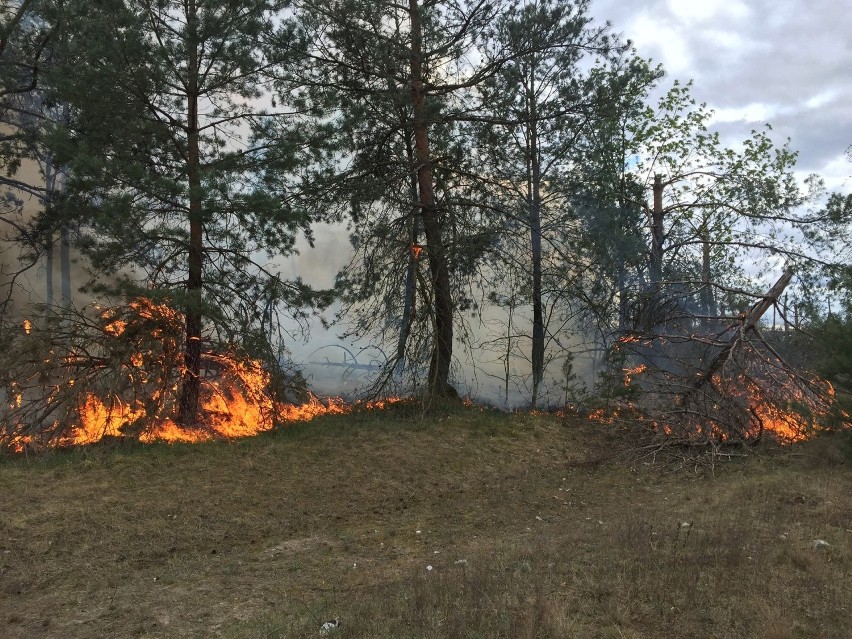 Potężny pożar w okolicach Paterka. Płonie kilka hektarów lasu. "Teren po nawałnicy, bardzo trudno dostępny"