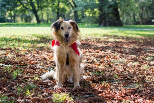 Puszek (nr ew. 1054/14) został zwrócony z adopcji po tym jak warknął przy próbie karmienia na siłę. Puszek nie lubi suchej karmy, w grę wchodzi jedzenie gotowane bądź puszki. Takie jedzenie otrzymuje w schronisku. 

To dobry, łagodny pies. Nie dotarły do nas informacje o problemach z niszczeniem, brudzeniem, szczekaniem. Pilnie poszukuje odpowiedzialnego domu !!! 

Jest niewidomy, choć nikt tego nie zauważa, funkcjonuje jak normalny pies.

Puszek żyje w pełnej zgodzie z innymi psami- samcami jak i suczkami. Jest wykastrowany. 

Kto zaadoptuje Puszka już na zawsze?

Zapraszamy na wspólny spacer z psiakiem. Opiekun: Tomek 609 237 102, Wolontariuszki: Iwona 606 696 001, Żaneta 661 360 933.

Zobacz też: Adoptuj psa z Palucha [GALERIA 1]