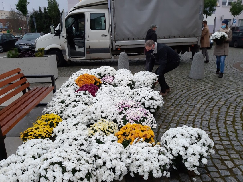 Chryzantemy przed starostwem w Szczecinku. Urzędnicy rozdają kwiaty [zdjęcia]