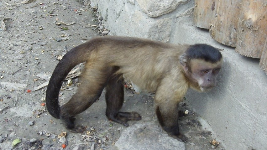 Zoo w Zamościu znów otwarte. Zwierząt wciąż przybywa