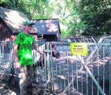 Zoo w Lesznie: Ktoś otruł osła Teofila. MZZ apeluje - nie dokarmiać zwierząt