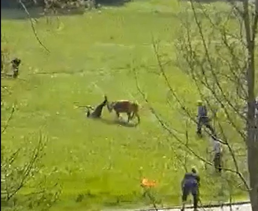 Ludzie w Głuszycy próbują ujarzmić byka. Bija go wściekle...