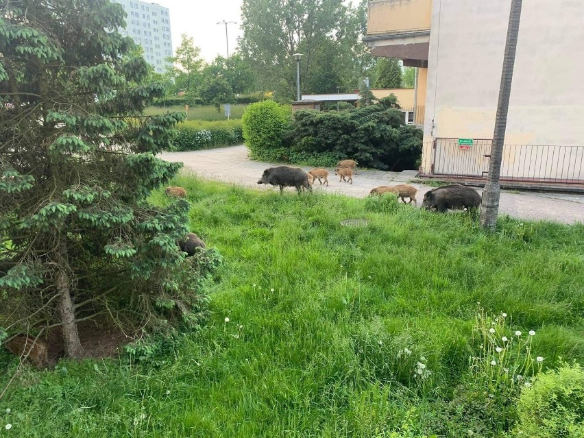 Dziki w Toruniu. Myśliwi strzelają, a mieszkańcy dokarmiają. Zobacz wideo!