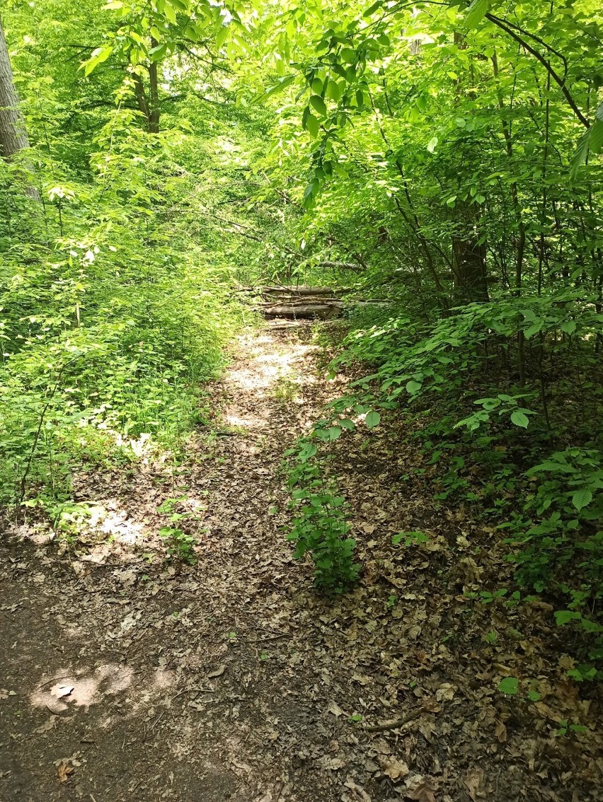 Las położony niedaleko Niesłusza i V osiedla, przy ul....