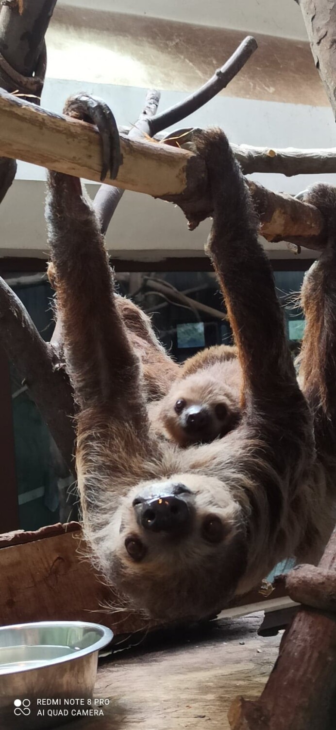 Warszawskie Zoo szuka imienia dla małego leniwca