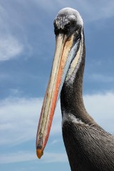 Bajeczne Wyspy Ballestas - Peru