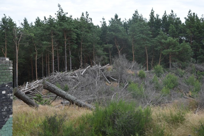 Sprawa wycinki drzew w Łebie wciąż nierozstrzygnięta. [WIDEO,ZDJECIA]